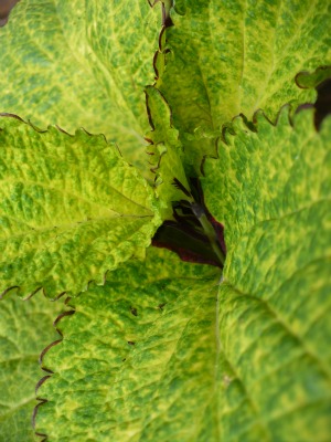 Plants Close-up