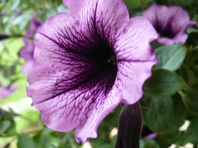 Flower Close-up